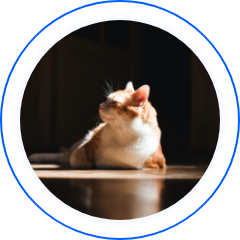  AllUMP 到家服务系统宠物服务